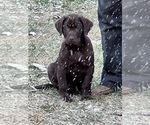 Small #42 Breeder Profile image