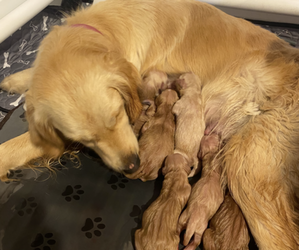 Medium Breeder Profile Photo