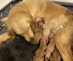 Small breeder photo