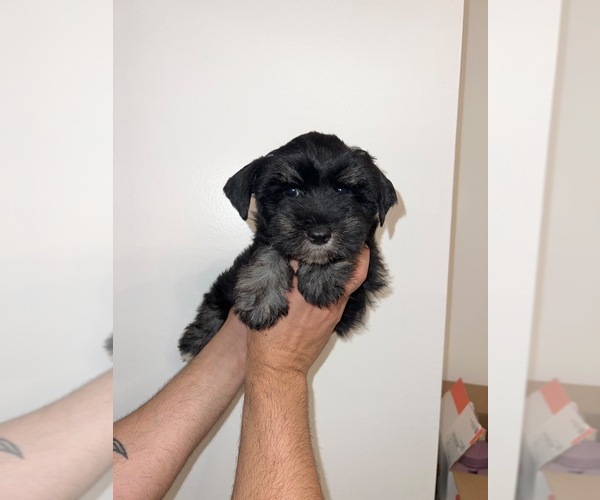 Medium Photo #8  Breeder Profile in ORLANDO, FL, USA