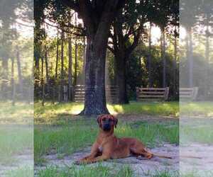 Rhodesian Ridgeback Dog Breeder near ALTOONA, FL, USA