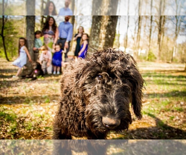 Medium Photo #1  Breeder Profile in BLUEMONT, VA, USA