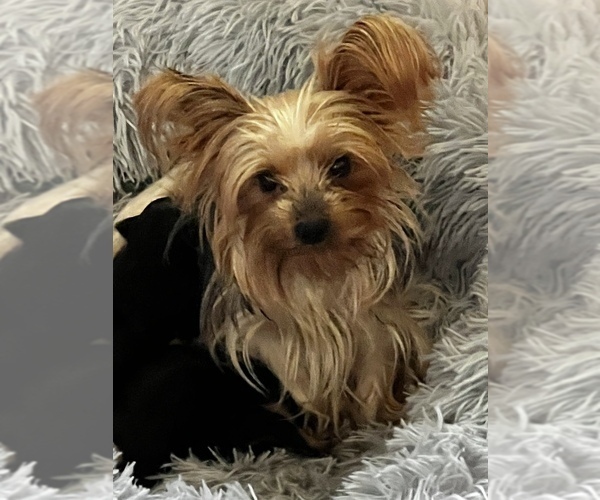 Medium Photo #14  Breeder Profile in MACON, GA, USA