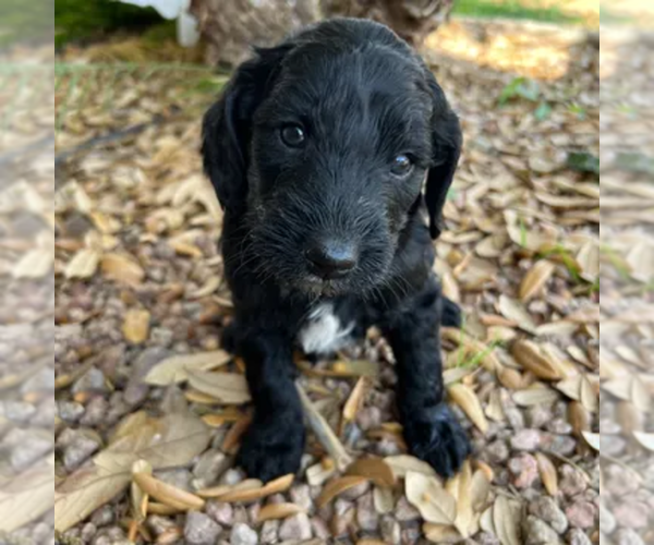 Medium Photo #16  Breeder Profile in GILBERT, AZ, USA