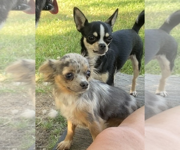 Medium Photo #96  Breeder Profile in TWINING, MI, USA