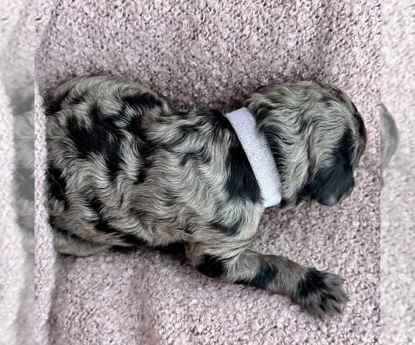 Medium Photo #36  Breeder Profile in POWELL, TN, USA