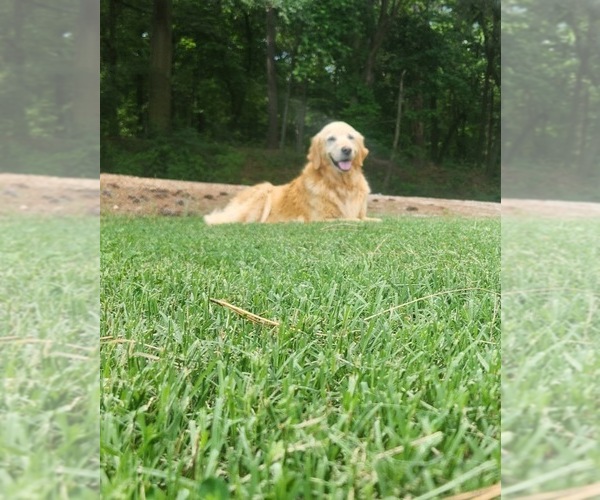 Medium Photo #5  Breeder Profile in CANON, GA, USA