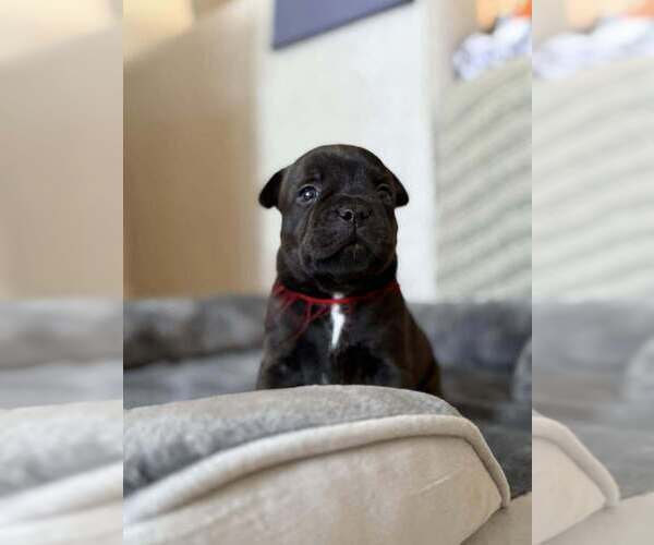 Medium Photo #10  Breeder Profile in LUTZ, FL, USA
