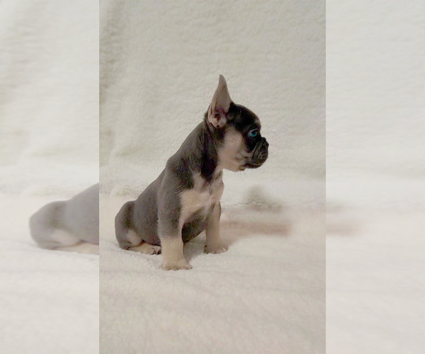 Medium Photo #6  Breeder Profile in LAS VEGAS, NV, USA