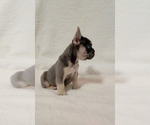 Small Photo #6  Breeder Profile in LAS VEGAS, NV, USA