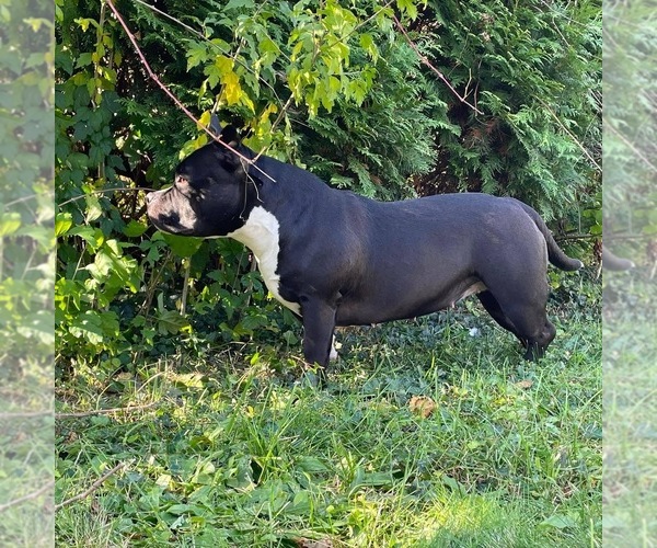 Medium Photo #1  Breeder Profile in SOUTH BEND, IN, USA