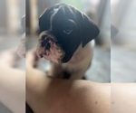 Small #1 Breeder Profile image