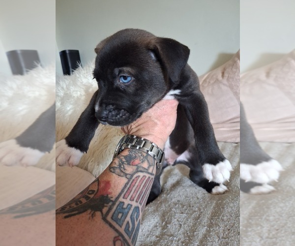 Medium Photo #11  Breeder Profile in BAKERSFIELD, CA, USA