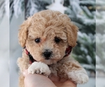 Small breeder photo
