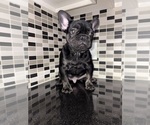 Small #5 Breeder Profile image