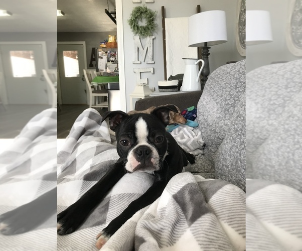 Medium Photo #1  Breeder Profile in TERRE HAUTE, IN, USA