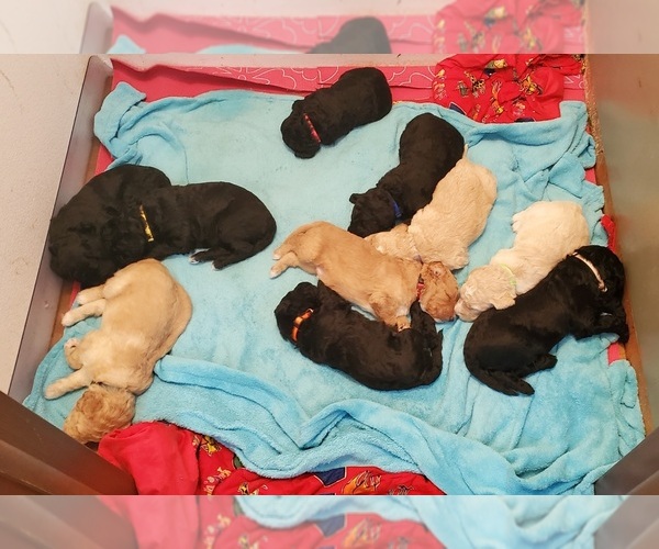 Medium Photo #1  Breeder Profile in LONE TREE, IA, USA