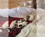 Small #1 Breeder Profile image