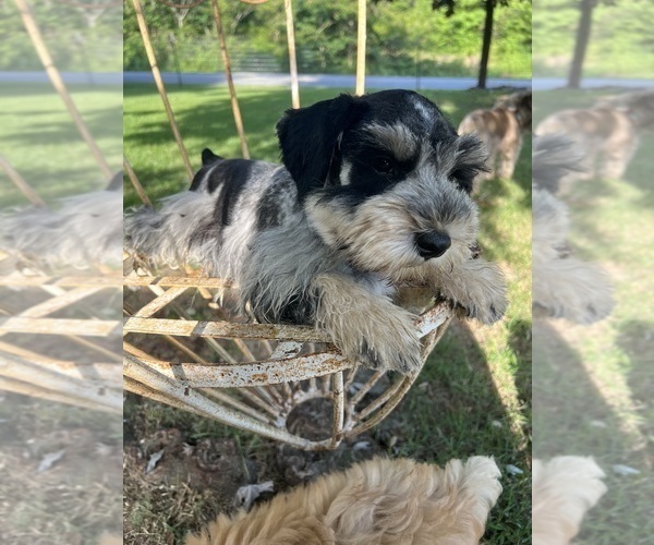 Medium Photo #9  Breeder Profile in WELLINGTON, AL, USA