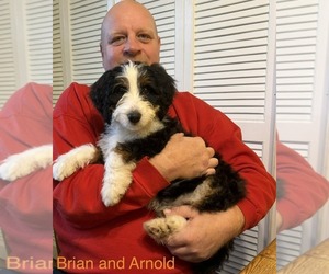 Bernedoodle (Miniature) Dog Breeder near KINGSPORT, TN, USA