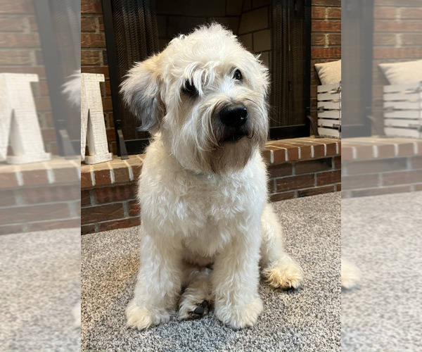 Medium Photo #10  Breeder Profile in NEWARK, OH, USA