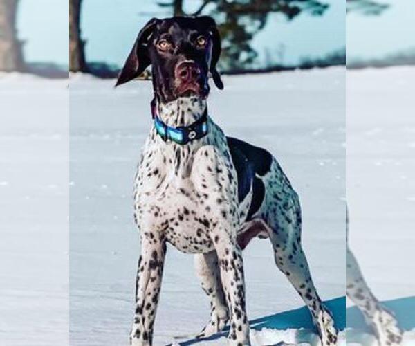Medium Photo #6  Breeder Profile in CLARION, PA, USA