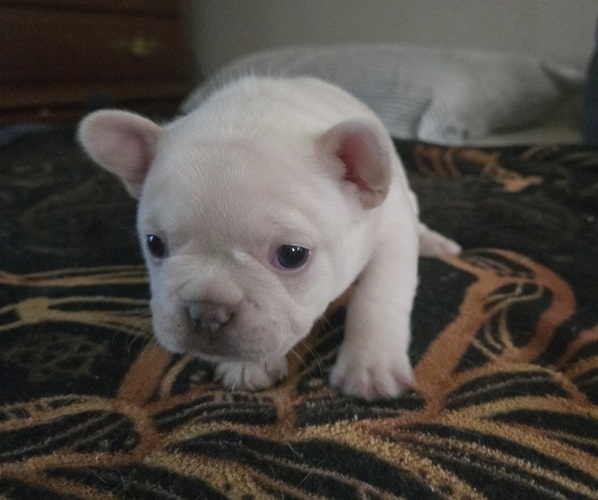 Medium Photo #13  Breeder Profile in LEXINGTON, KY, USA