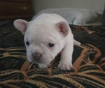 Small #12 Breeder Profile image