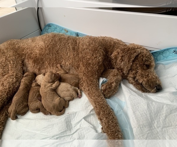Medium Photo #37  Breeder Profile in HUNTINGTON BEACH, CA, USA