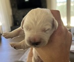 Small #4 Breeder Profile image