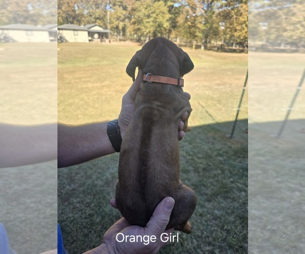 Medium Photo #45  Breeder Profile in ALBA, TX, USA
