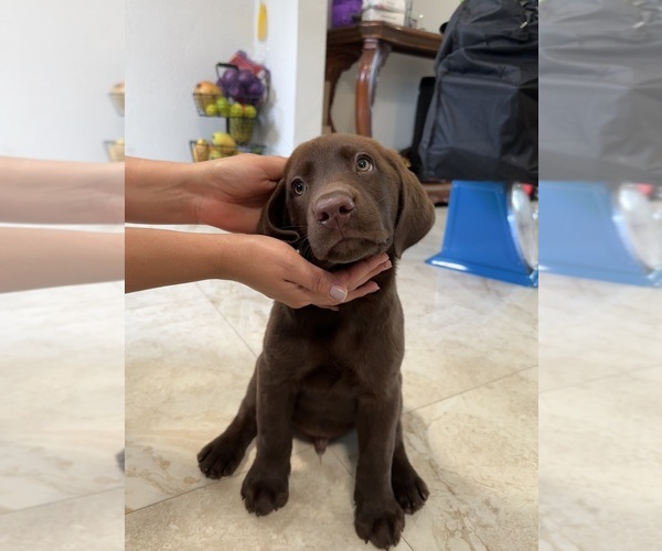 Medium Photo #1  Breeder Profile in MIAMI, FL, USA