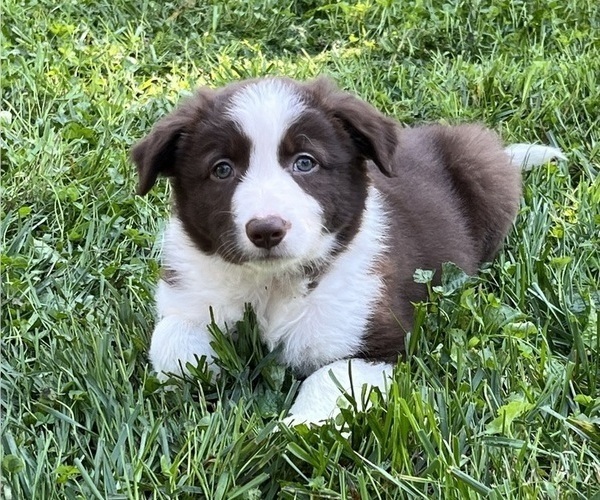 Medium Photo #2  Breeder Profile in DELTA, PA, USA