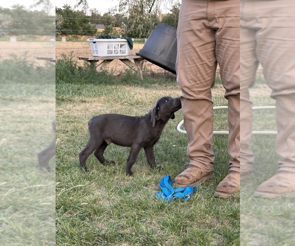 Medium Photo #2  Breeder Profile in HAGERMAN, ID, USA