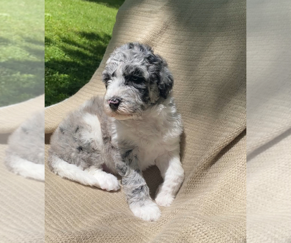 Medium Photo #14  Breeder Profile in COLUMBIA, TN, USA