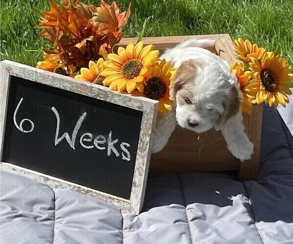 Medium Photo #1  Breeder Profile in OLYMPIA, WA, USA