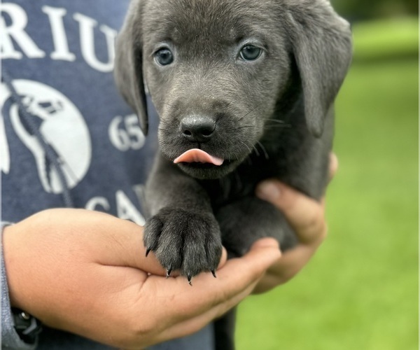 Medium Photo #9  Breeder Profile in DELEVAN, NY, USA