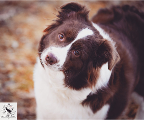 Medium Photo #4  Breeder Profile in BRYANTOWN, MD, USA