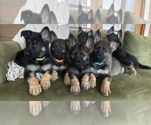 German Shepherd Dog Dog Breeder in PERKINSVILLE,  USA