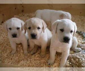 Labrador Retriever Dog Breeder near NORTH DARTMOUTH, MA, USA