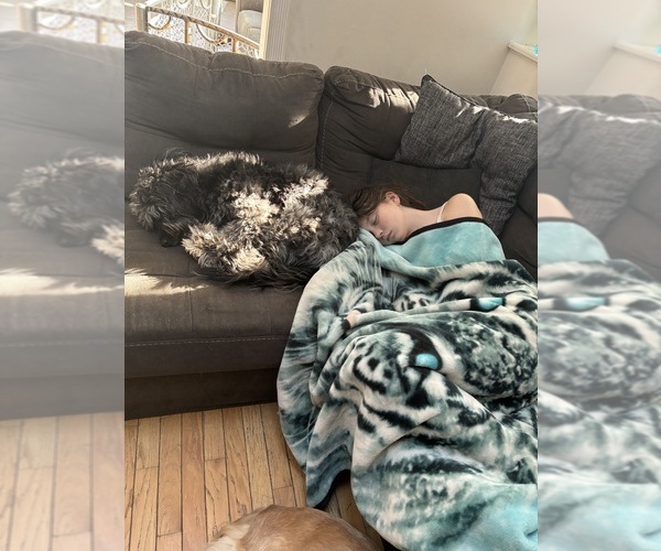 Medium Photo #7  Breeder Profile in EXETER, RI, USA