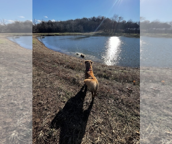 Medium Photo #76  Breeder Profile in FREDONIA, KS, USA