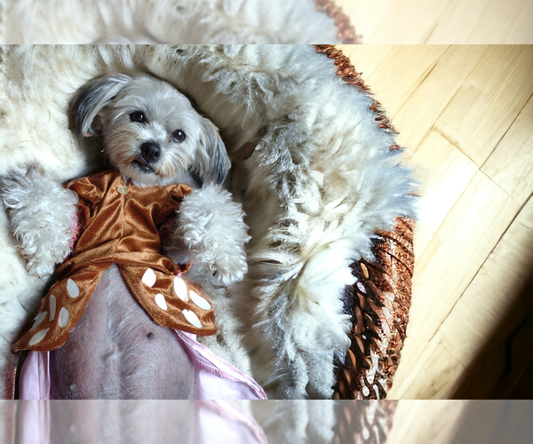 Medium Photo #20  Breeder Profile in BARREN SPRINGS, VA, USA