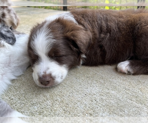 Medium Photo #20  Breeder Profile in CONNELLYS SPRINGS, NC, USA