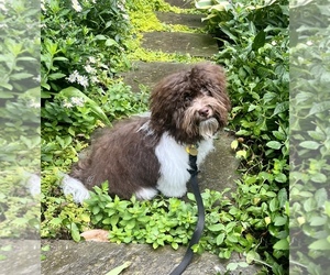 Havanese Dog Breeder in ATHENS,  USA