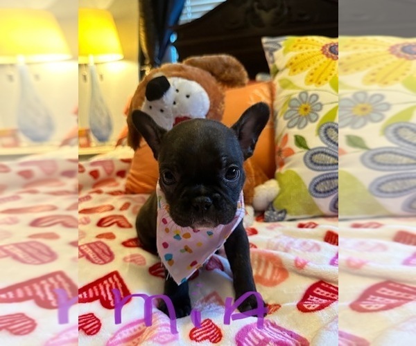 Medium Photo #14  Breeder Profile in Fresno, CA, USA