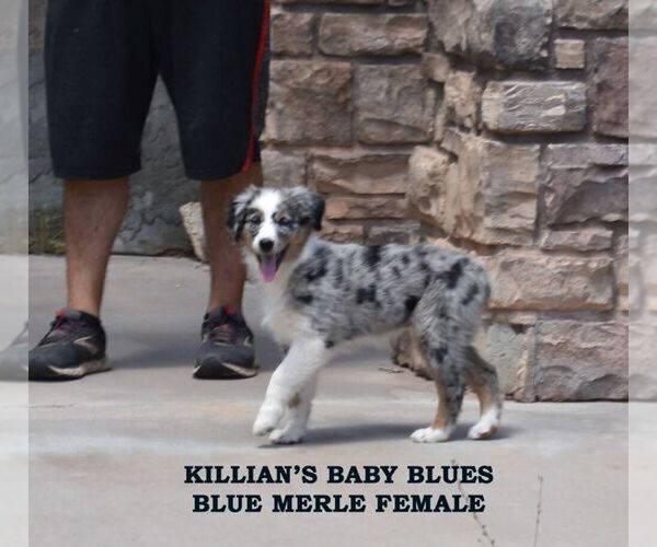 Medium Photo #15  Breeder Profile in CHANDLER, AZ, USA
