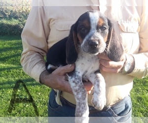Main photo of Beagle Dog Breeder near GRAFTON, WI, USA