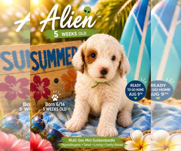 Medium Photo #8  Breeder Profile in SAN ANTONIO, TX, USA
