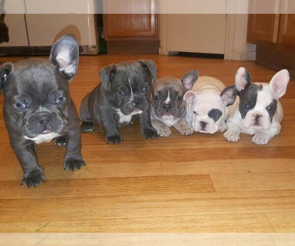 Medium Photo #29  Breeder Profile in LAS VEGAS, NV, USA